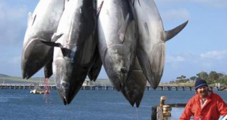 Японски търговци се обявяват срещу забраната за търговията с риба тон
