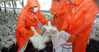 Страната ни засилва контрола заради птичия грип в Румъния