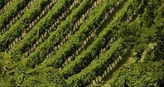 Безвъзмездна помощ от 6.2 млн. евро ще получат производителите на винено грозде
