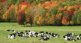 Наредбата за подпомагане на животновъдите е пусната за публикуване към Държавен вестник