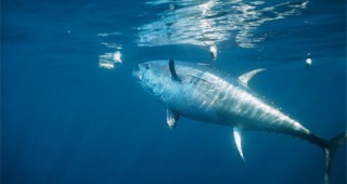 ООН отхвърли забраната за улов на риба тон