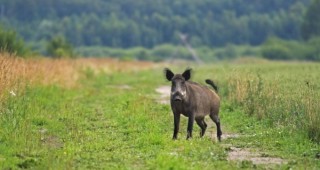 Ловците в Родопите са отстреляли 230 диви прасета и 90 сърни