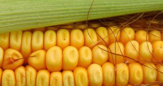 Аржентина и ЕС прекратиха спора за ГМО