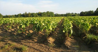 Фонд Тютюн ще предаде на Селскостопанска академия тютюневите семена