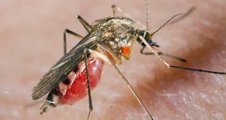 Влажните зони на Бургас ще бъдат пръскани против комари