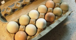 Бивш изпълнителен директор осъден за продажба на неорганични яйца като органични
