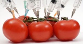 Европейският орган за безопасност на храните започна обществено допитване относно ГМО