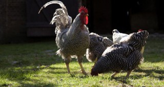 Заради птичия грип свикват Областната епизоотична комисия в Плевен