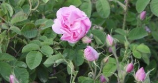 Маслодайната роза в България даде по-ниска реколта