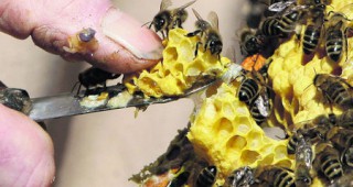 В Китай лекуват с пчелно ужилване