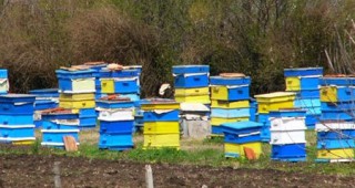 Големи загуби на пчелни семейства в САЩ
