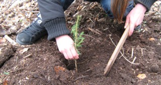 Повече от 1000 дръвчета ще бъдат засадени в община Карлово