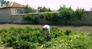 България губи милиони от нереализирана земеделска продукция