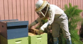 Пчелите отново разрешени в Ню Йорк