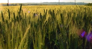 Цената на пшеницата падна със 70% за 7 месеца