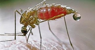 Японски учени използват комарите, като живи ваксини
