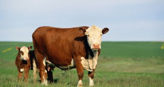 Информация за отпуснати средства от ДФ Земеделие на животновъдите от септември 2009 г. до 31 март 2010 г.