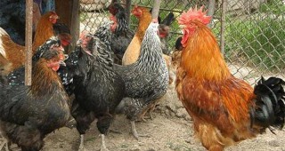 Забраняват пазарите на птици в Силистренско