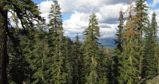 Пръскат срещу вредители 4800 декара борови гори в Кюстендилско