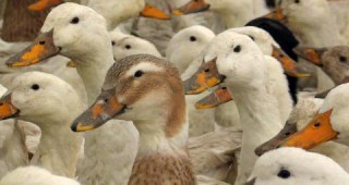 Забраниха търговията с живи птици в община Добрич