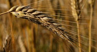 Перспективите за търговия със зърно в страната не са добри