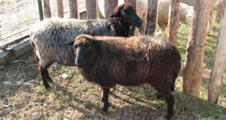 Обсъжда се идея за създаване на селце с изчезващи животински видове в Добрич