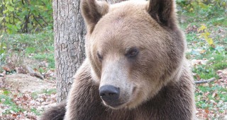Значително по-малко щети се очакват от следените с GPS-устройства мечки
