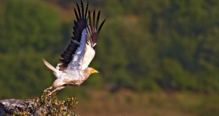 Над 100 вида защитени вида птици обитават територията на Природен парк Русенски Лом