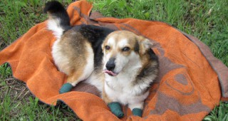 Кучето Мима, което бе зверски осакатено в Дряново, вече е в Германия