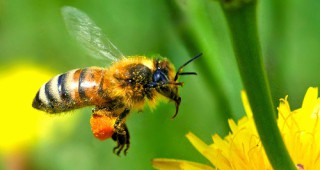 Инсектициди причиняват смъртта на пчелни семейства в Стралджанско