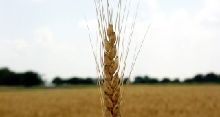 Русия надмина САЩ в производството на пшеница