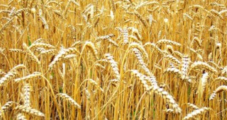Завишен добив на пшеница в Бургаско очакват тази година