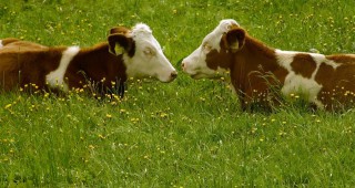 Все още се приемат документи по Схемата за подпомагане на производителите на краве мляко