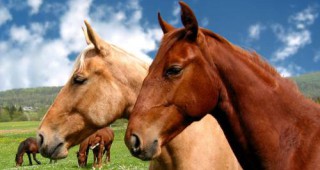Община Враца назначи ловец на коне