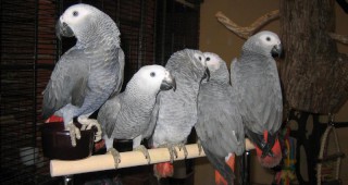 Осуетиха опит за контрабанда на папагали