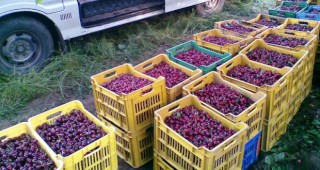 Кметът на Кюстендил очерта главните моменти в предстоящата кампания за изкупуване на черешовата продукция