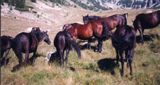 Фермери от Кюстендилско отглеждат рядка порода конe