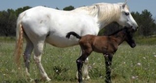 Белите коне са продукт на генна мутация