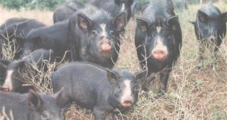 Източнобалканската свиня е на път да изчезне