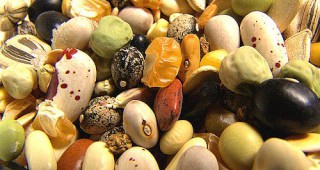 Земеделските производители в Европа разчитат на свободни от ГМО семена