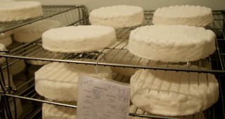 Нелегални мандри изкупуват повече от половината овче мляко в Монтанско