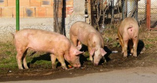 Министър Найденов участва в среща за контрол на класическата чума по свинете и беса