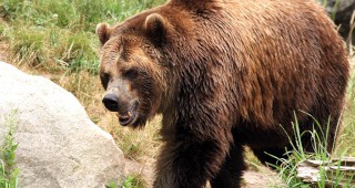 Близо 8 кг храна на ден изяжда всяка от мечките в парка Четири лапи край Белица