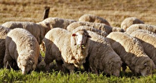 Интерес към отглеждането на овце за месо в страната ни проявява Нова Зеландия