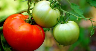 Спрени са 12 камиона със заразени домати от Гърция