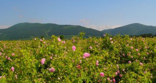 Изкупната цена на розовия цвят в Казанлъшко пада заради сушата