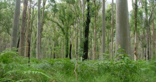 Проект на новия Закон за горите