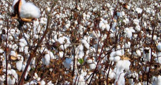 Китайски ГМО памук привлича вредители