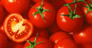 Не пускат обратно камионите със заразени домати в Гърция