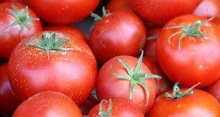 Мерки за ограничаване на разпространението на доматен миниращ молец обеща Гърция